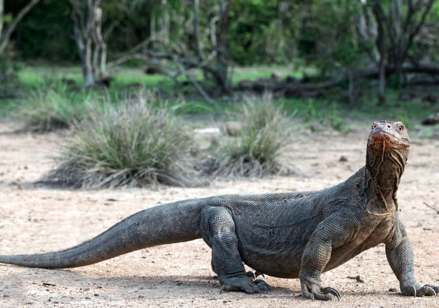 Komodo Island: Private 3-Day Tour with Boat and Hotel Stay - The big picture: what this 3-day Komodo loop really delivers