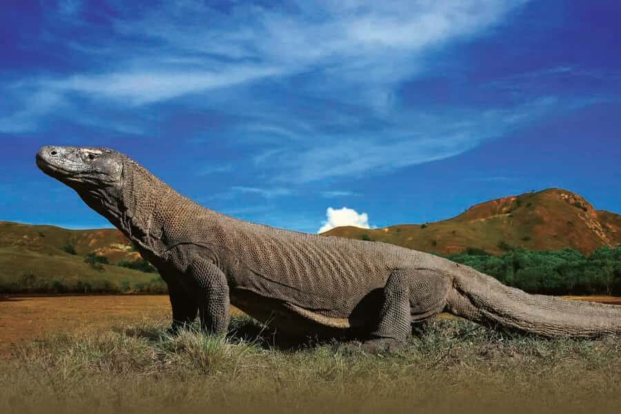 Komodo Islands: Private 2-Day Wooden Boat Tour - Komodo from a private wooden boat night