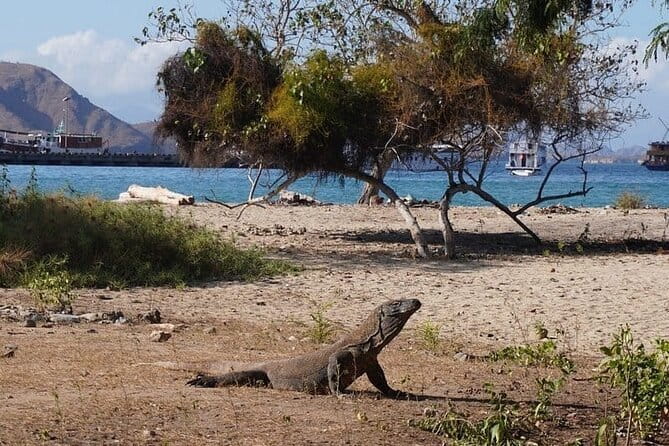 Komodo Islands with Speedboat in Labuhan Bajo - Entering Komodo Day Trips From Labuan Bajo (With No Waiting Game)