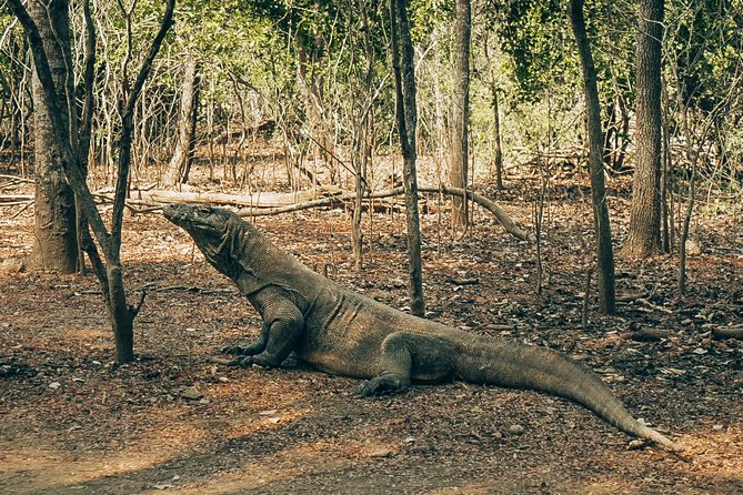 Komodo Private Boat tour 3Days 2 Night - Day 2 Starts Early: Padar Island Trek for Big Views and Komodo Encounters