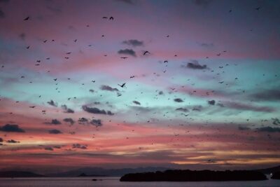 Komodo Private Boat tour 3Days 2 Night - Rinca Island and Kelor Island: Wildlife Country on a Boat Schedule