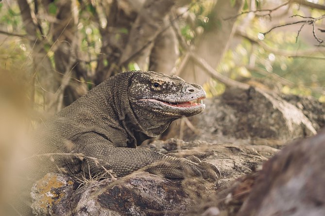 Komodo Private Boat tour 3Days 2 Night - After Rinca: How Komodo Island Wildlife Time Fits the Day
