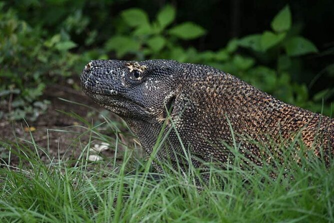 Komodo Private Boat tour 3Days 2 Night - Day 3 Snorkeling: Manta Point, Sabolo, and Kanawa’s Clear Water
