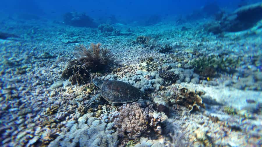 Labuan Bajo: 2 Nights Komodo Liveaboard on Phinisi Boat - Timings, Weather, and the Seasickness Reality Check