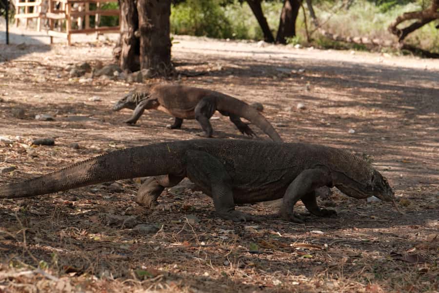 Labuan Bajo: 2 Nights Komodo Liveaboard on Phinisi Boat - Who This Trip Suits Best (and Who Should Skip It)