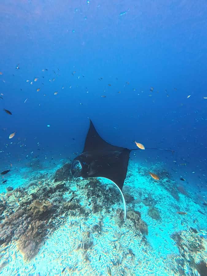 Labuan Bajo: 2 Nights Komodo Liveaboard on Phinisi Boat - Small Rules That Matter in Komodo