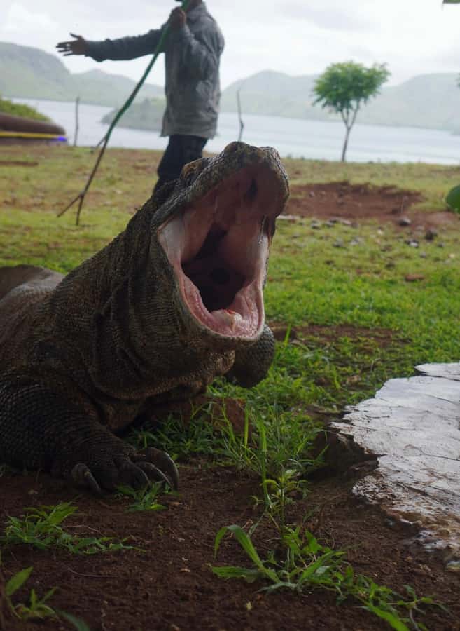 Labuan Bajo: 2D1N Komodo & Pink Beach Shared Boat Tour - Who This Tour Fits Best (and Who Might Prefer Something Else)