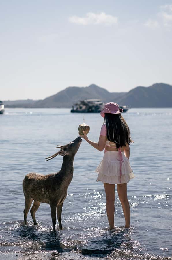 Labuan bajo: One Day Komodo Private & Shared Speedboat Trip - Pink Beach Sands: A Break That Still Feels Special