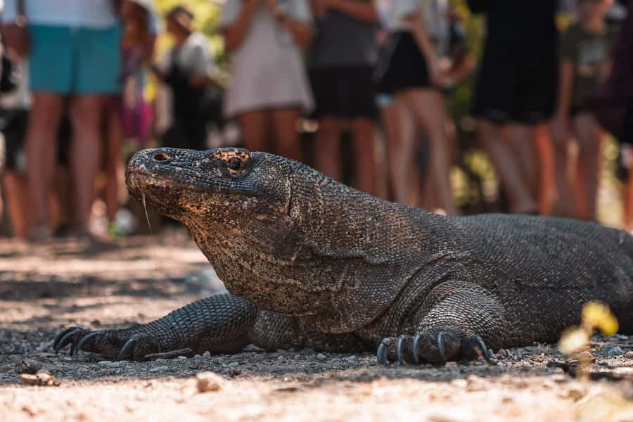 Labuan bajo: One Day Komodo Private & Shared Speedboat Trip - Manta Point and Turtle Point Snorkeling: Wildlife Plus Reef Time