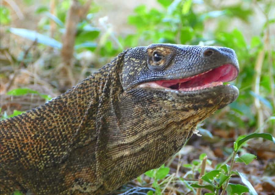 Labuan Bajo: One Day Tour to Explore Komodo National Park - Pink Beach swim time: why the sand looks pink and the water stays clear