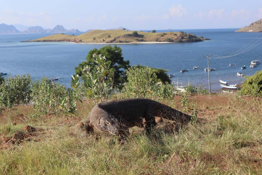 Labuan Bajo: One Day Tour to Explore Komodo National Park - Komodo Island dragon time: walk smart, watch closely
