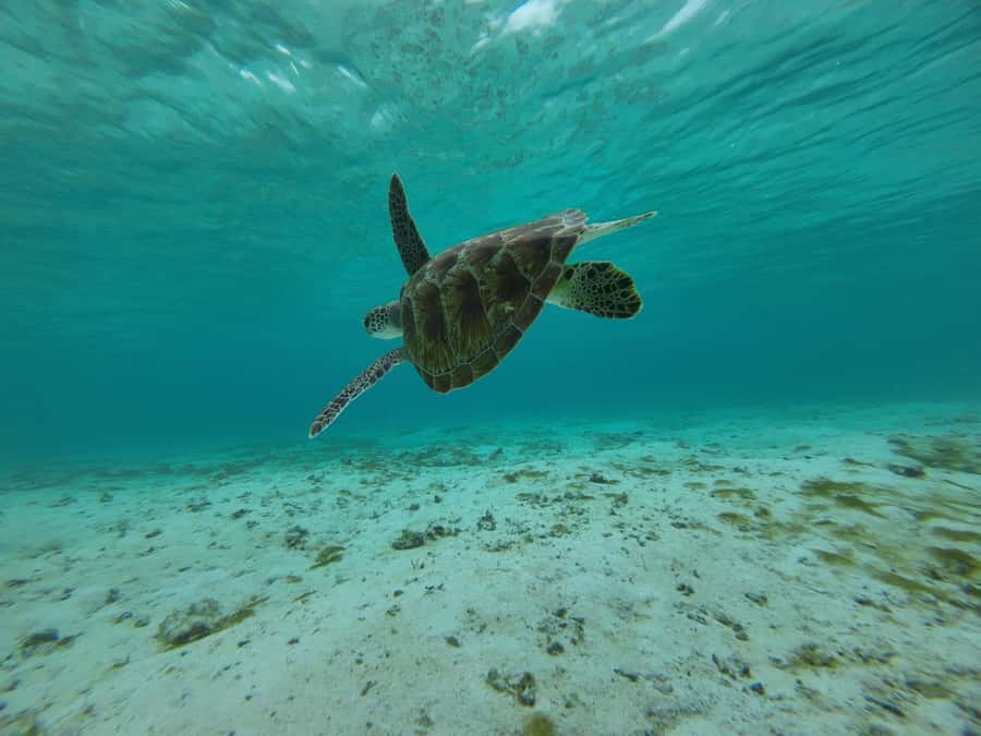 Labuan Bajo: One Day Tour to Explore Komodo National Park - Komodo National Park snorkeling: mantas, turtles, sharks, and reef life
