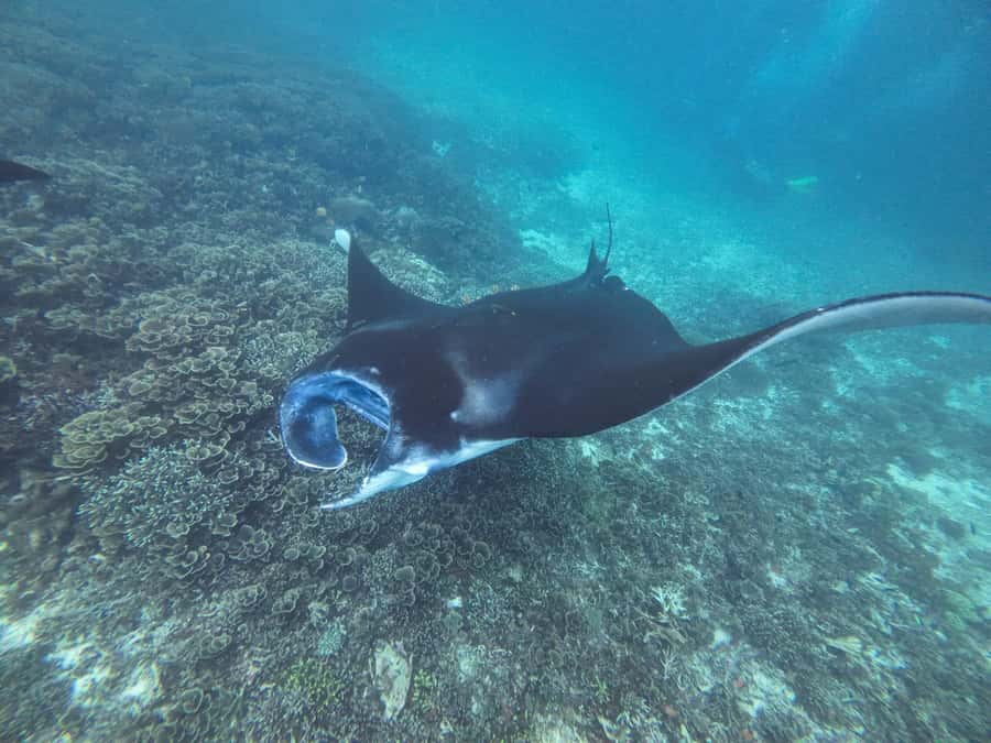 Labuan Bajo: One Day Tour to Explore Komodo National Park - Price and logistics: what $99 gets you, and what costs extra