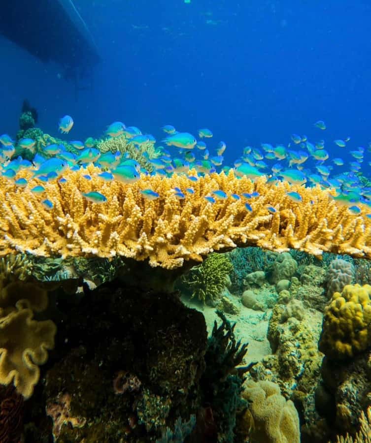 Labuan Bajo: Rangko Cave and Beach Snorkeling Half-Day Tour - Key things to know before you go