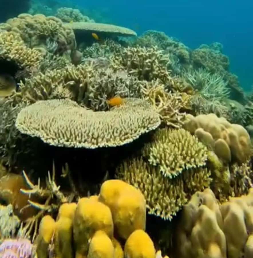 Labuan Bajo: Rangko Cave and Beach Snorkeling Half-Day Tour - How the half-day timeline really feels: morning vs afternoon