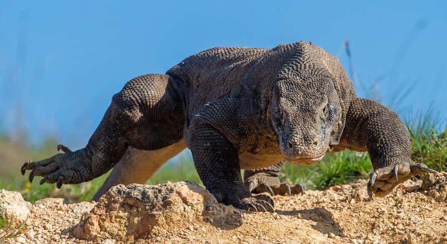 Labuan Bajo: Swim and Snorkel Komodo Island Trip with Lunch - Labuan Bajo to Padar: the Day Starts Fast and Gets Scenic Quickly