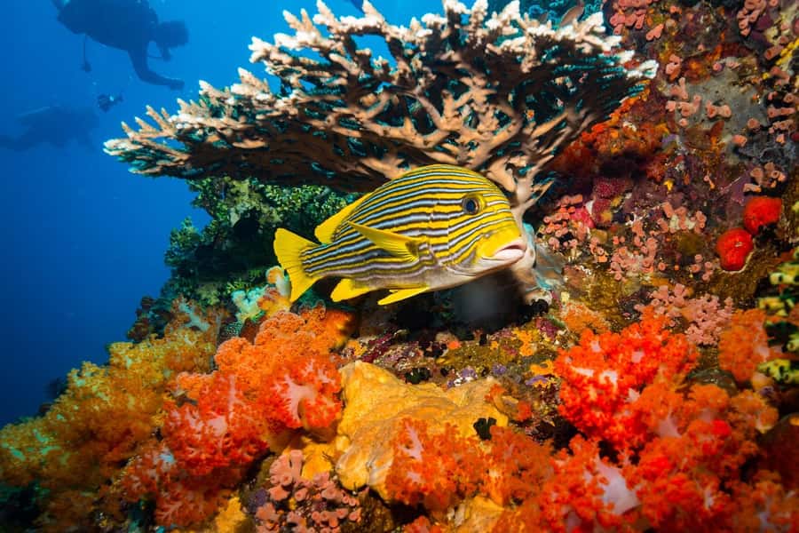 Labuan Bajo: Swim and Snorkel Komodo Island Trip with Lunch - Long Beach and Komodo Island: Swimming Minutes With Monster-Watcher Energy