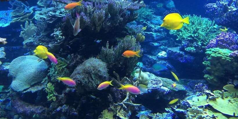 Lembongan : Fully enjoy! Snorkeling, Sightseeing /1day tour - Key highlights to know before you go