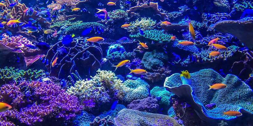 Lembongan : Fully enjoy! Snorkeling, Sightseeing /1day tour - Lembongan feels different from mainland Bali