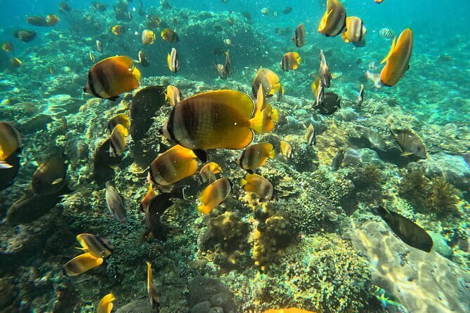Lembongan Snorkeling at Manta Bay, Crystal Bay and Mangrove - Price and logistics: is $23.53 actually good value?