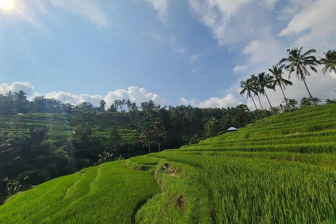 Lemukih Hidden Trekking Waterslide Sekumpul and Fiji Waterfall - The trek through rice terraces and rainforest streams