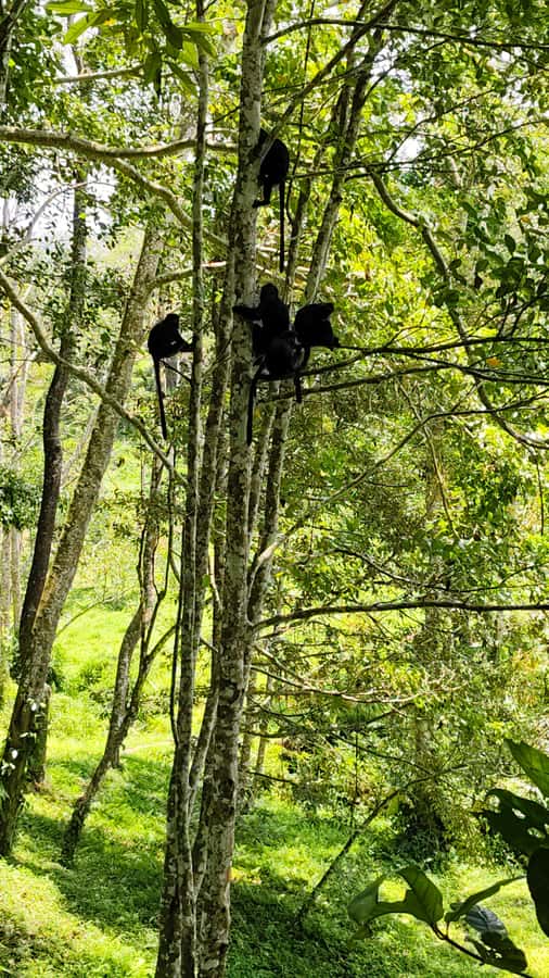 lombok : black monkey , rice terace ,waterfall tetebatu - Key highlights worth your time