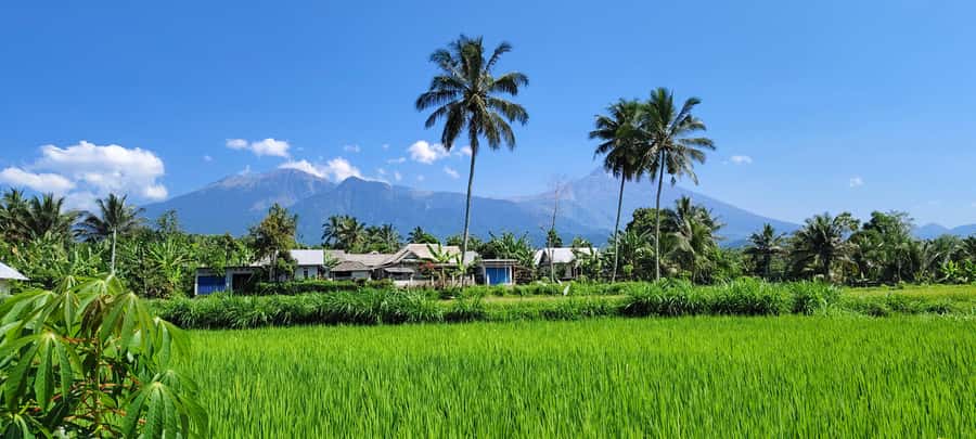 lombok : black monkey , rice terace ,waterfall tetebatu - The village-to-rice-terrace walk: where the views come with context