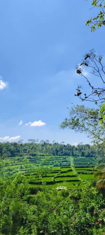 lombok : black monkey , rice terace ,waterfall tetebatu - Pickup, timing, and what the 1-day schedule really means for you
