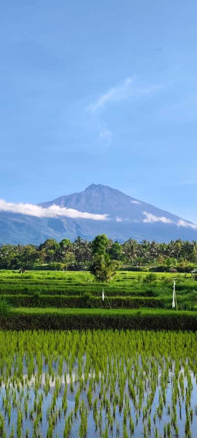 lombok : black monkey , rice terace ,waterfall tetebatu - Price and value: what $50 covers and how to plan the rest