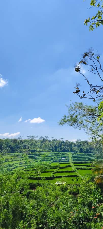 lombok : black monkey , rice terace ,waterfall tetebatu - Pickup, timing, and what the 1-day schedule really means for you