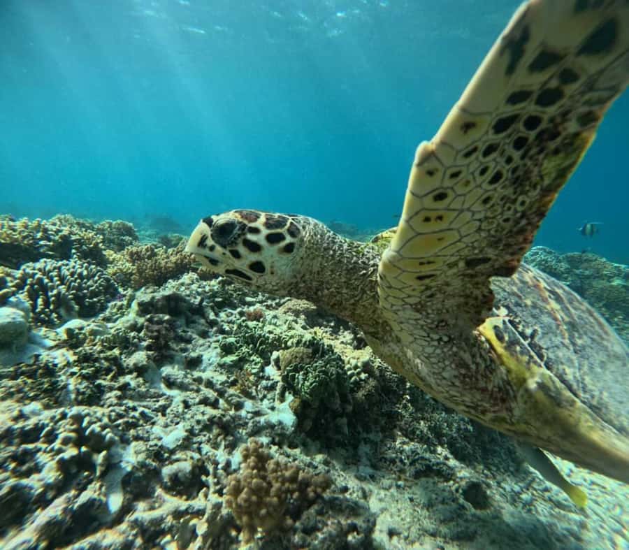 Lombok : Gili Islands Private Snorkeling Tour - Gili Trawangan Snorkeling: Sea Turtles and the Main Event
