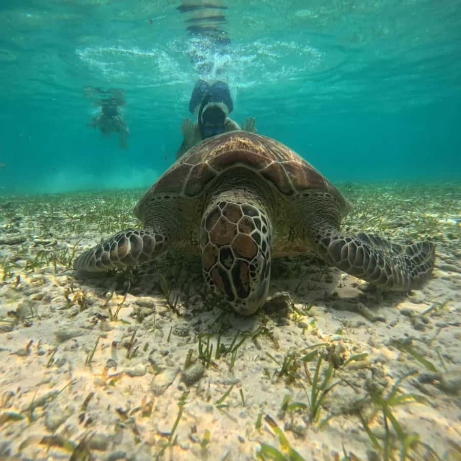 Lombok : Gili Islands Private Snorkeling Tour - Price and Value: Is $71 Reasonable for This Day?