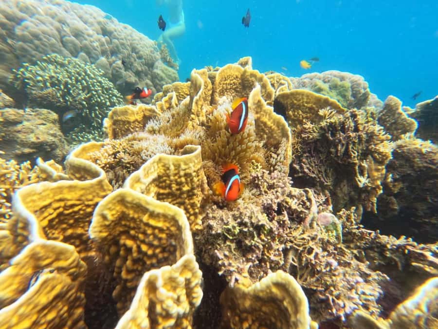 Lombok: Gili Nanggu Sudak and Kedis Snorkeling Tour - Key Highlights to Know Before You Go