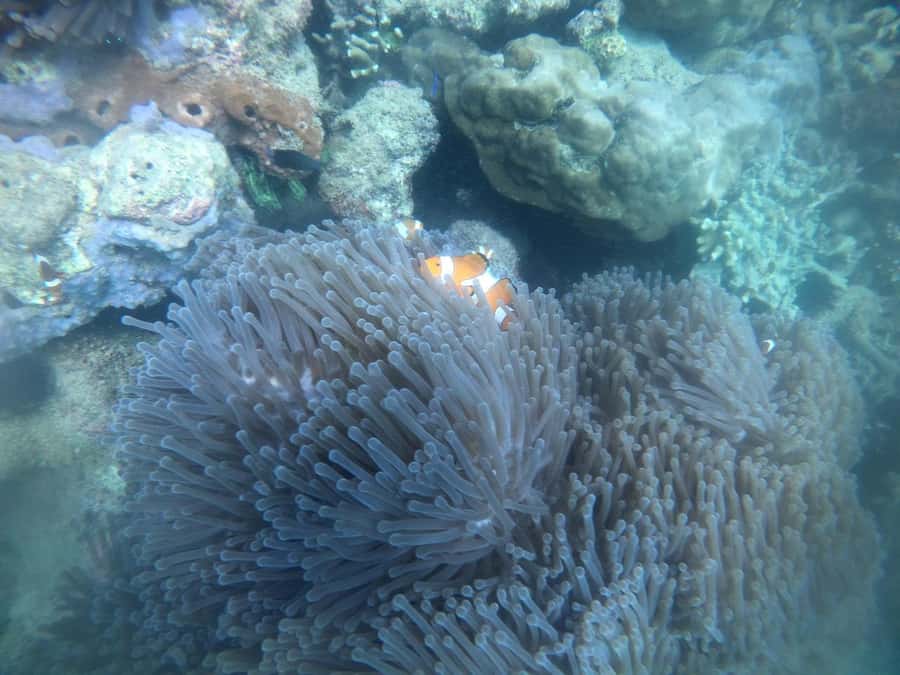 Lombok: Gili Nanggu Sudak and Kedis Snorkeling Tour - Reef-Safe Behavior in Lombok: What You Can Control