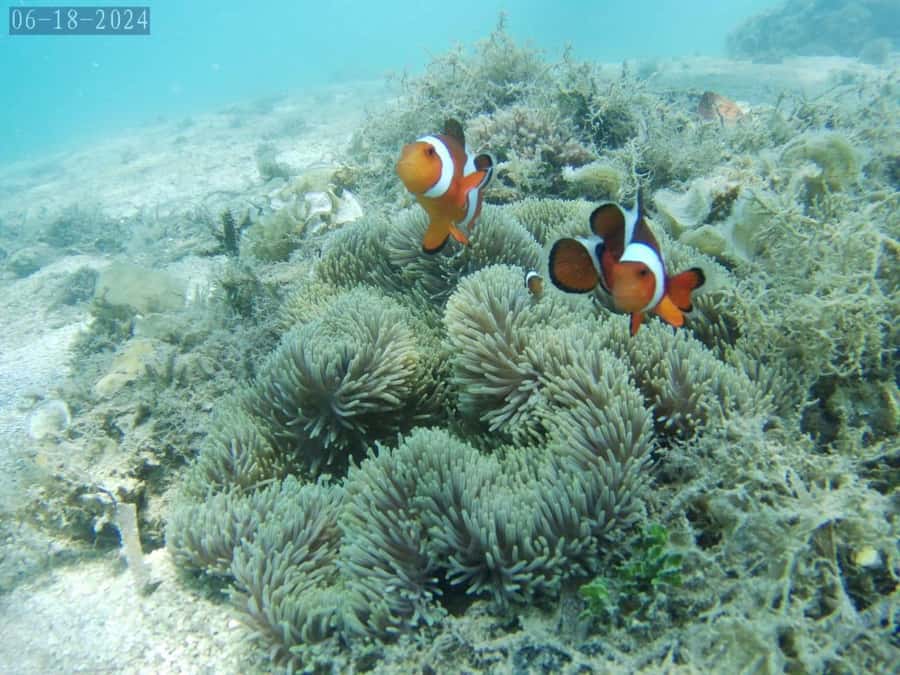 Lombok: Gili Nanggu, Tangkong, Sudak, and Kedis Islands Tour - Gili Tangkong: no resorts and more unhurried water time