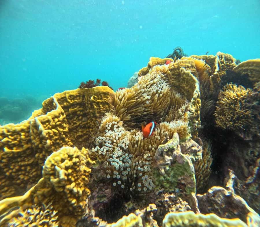Lombok: Gili Rengit, Gili Gede, and Gili Layar Island Tour - Gili Rengit Snorkel Stop: Coral, Fish, and a Real Beach Break