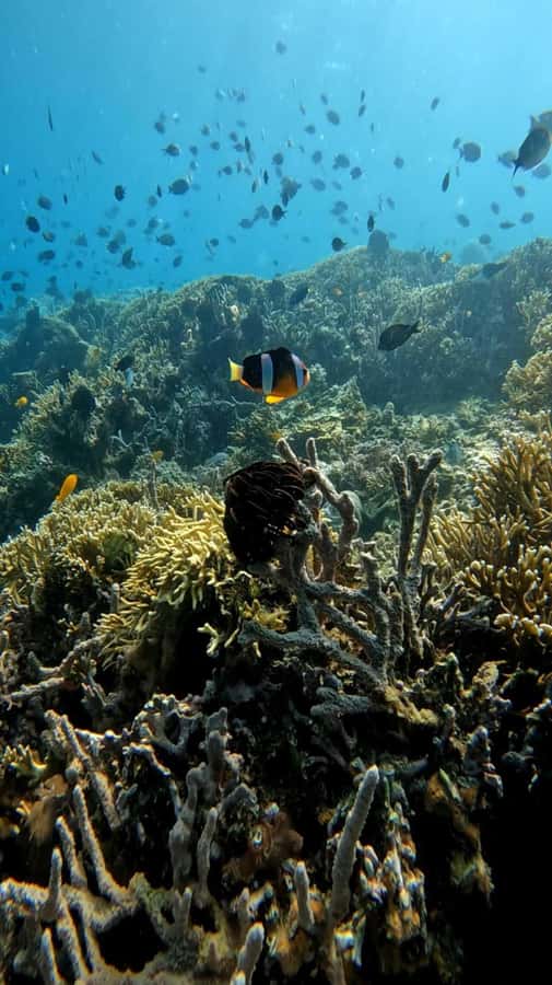 Lombok: Gili Rengit, Gili Gede, and Gili Layar Island Tour - Gili Gede Snorkel Time: Where Sea Turtles Can Really Show Up