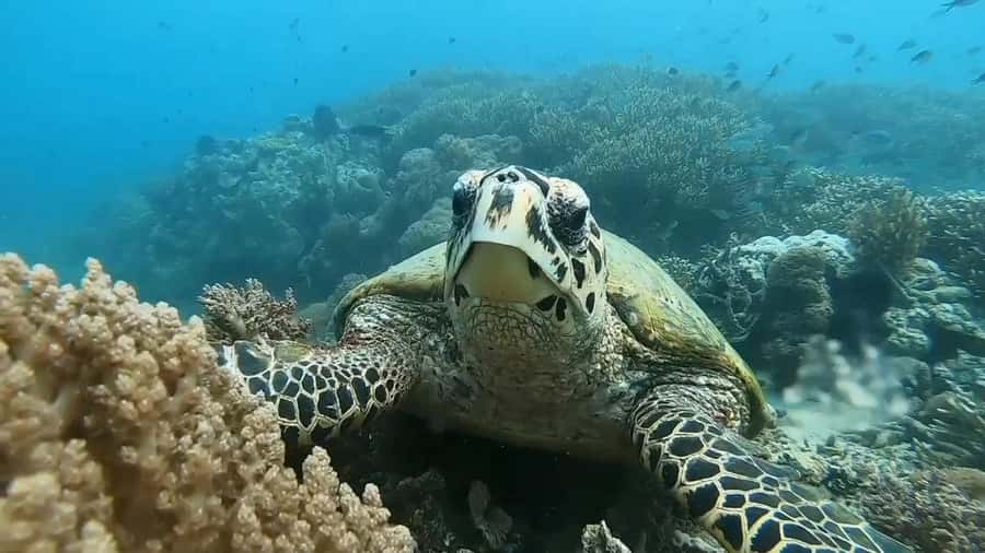 Lombok: Gili Rengit, Gili Gede, and Gili Layar Island Tour - Guides, Names, and Real Reef Help: Why This Matters More Than You Think
