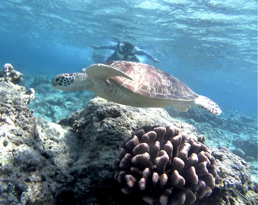 Lombok: Gili Trawangan, Meno, Air Snorkeling Trip - Teluk Nare to Gili Air: the first snorkel stop sets the tone
