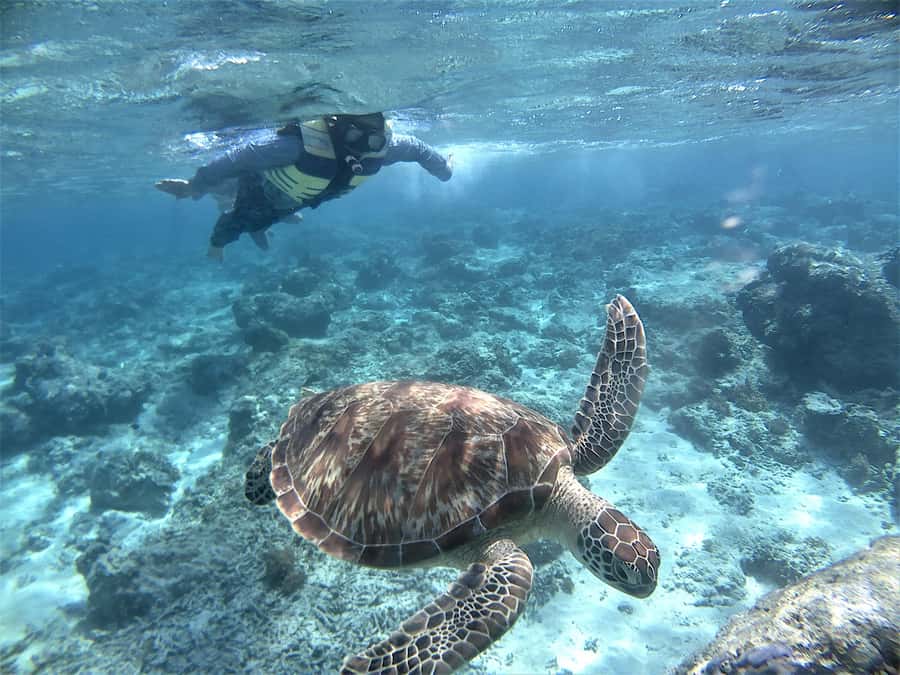 Lombok: Gili Trawangan, Meno, Air Snorkeling Trip - Price and logistics: what the $83 per person actually buys you