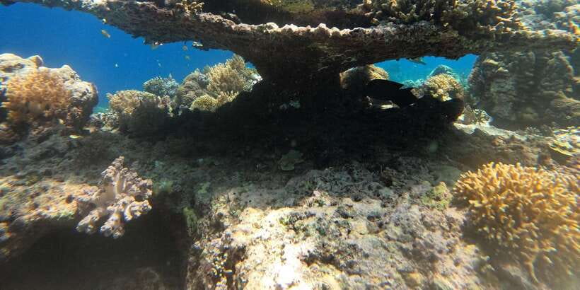 Lombok Pink Beach Boat Trip : Snorkeling & Relaxing - What to Watch For on the Water and on the Sand