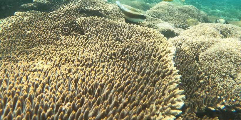 Lombok Pink Beach Boat Trip : Snorkeling & Relaxing - Pink Beach 2 at Segui Beach: Quieter Sand, Easy Relax Time