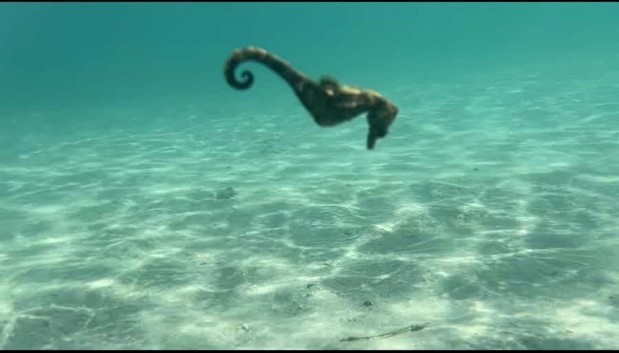 Lombok: Private day trip snorkeling in Secret Island - Kuta Pickup and the 100-Minute SUV/Jeep Ride to the Water