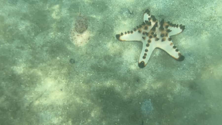 Lombok: Private day trip snorkeling in Secret Island - Gili Goleng for Seahorses, Clownfish, Starfish, and More