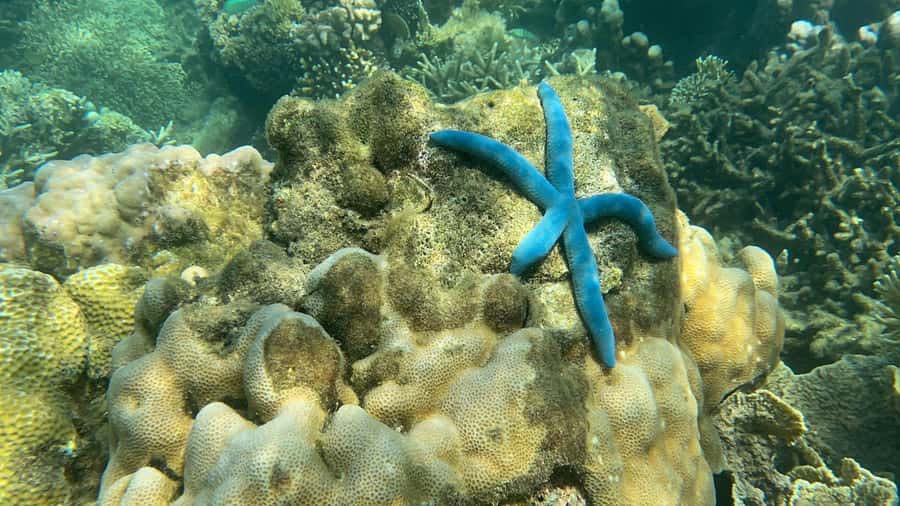 Lombok: Private day trip snorkeling in Secret Island - Boat-Hopping Snorkeling Done With Gear and a Real Guide
