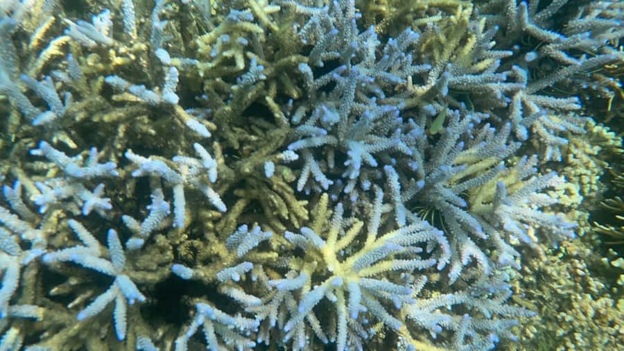 Lombok: Private day trip snorkeling in Secret Island - Price and Value: Is $67 a Good Deal for a Private Snorkel Day?