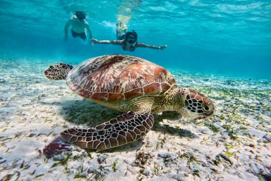 Lombok: Private Snorkeling,Gili Trawangan,Gili Meno,Gili Air - Gili Trawangan: Blue Coral Snorkeling Plus Long Beach Time