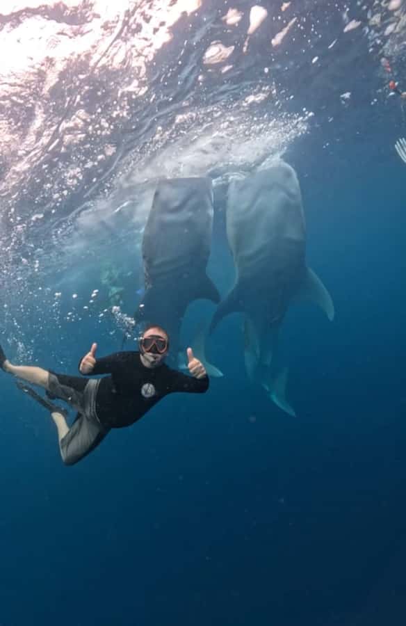 Lombok : Sharing Whale Shark Tour 2 Day 1 Night Sumbawa - Key things I’d focus on before you book