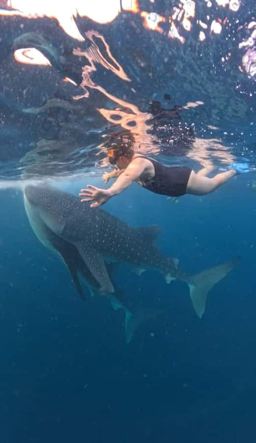 Lombok : Sharing Whale Shark Tour 2 Day 1 Night Sumbawa - Whale sharks in Sumbawa: what this 2D/1N tour really delivers