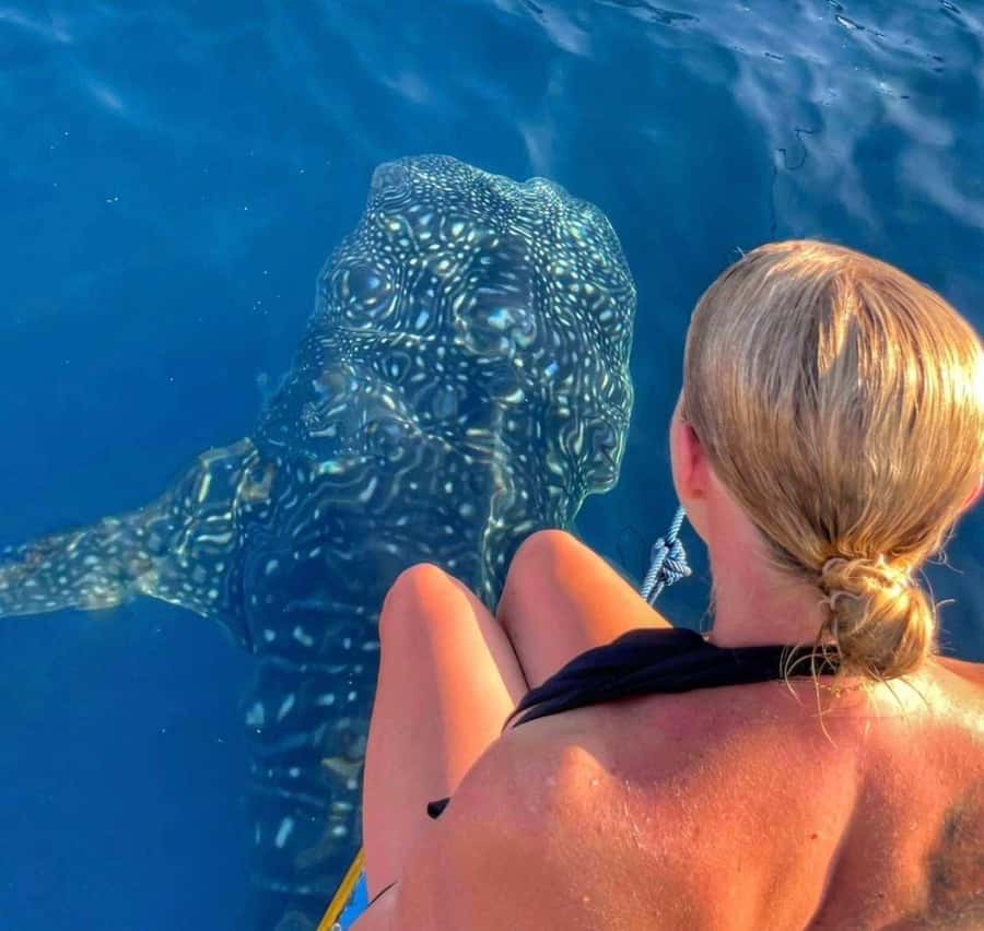 Lombok : Sharing Whale Shark Tour 2 Day 1 Night Sumbawa - Hotel night in Sumbawa Besar and Labuan Jambu: why you’re not just “waiting”